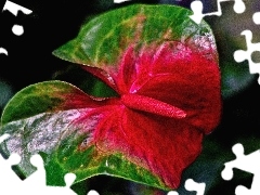 green, Colourfull Flowers, Anturium, Red