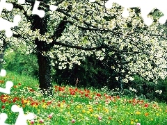 apple-tree, Tulips