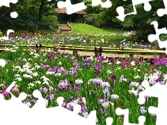 arbour, Irises, Park