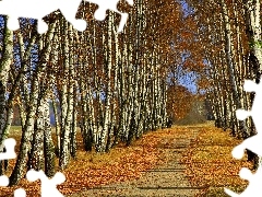 autumn, Way, birch