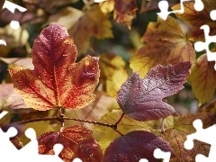 Autumn, Leaf, Hortense