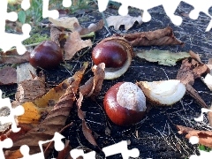 autumn, chestnuts, Leaf
