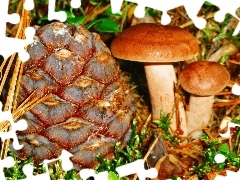 mushrooms, forest, autumn, litter