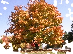 autumn, wayside, oak