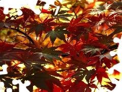 Maple Palm, Leaf, autumn, color