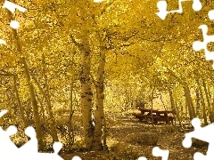 Park, Bench, autumn, birch
