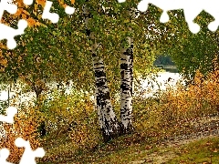 River, Leaf, autumn, birch