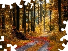 autumn, forest, Way