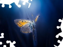 blurry background, butterfly, Dusky