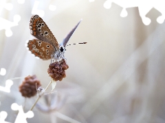 plant, butterfly, fuzzy, background, Macro, Dusky Icarus