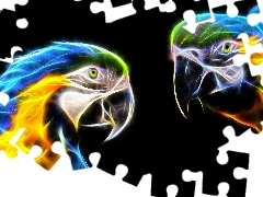 Ary, Two, dark, background, Fractalius, Parrots