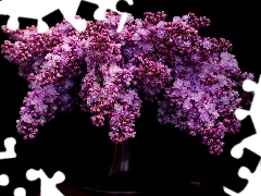 Flowers, without, dark, background, bouquet, purple