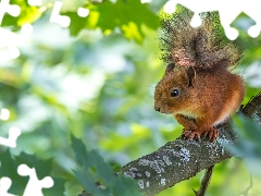squirrel, fuzzy, background, branch