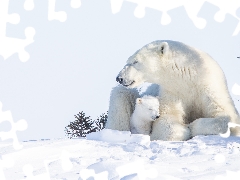 Polar Bears, little bear, snow, she-bear