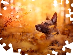 Leaf, dog, Belgian Shepherd Malinois