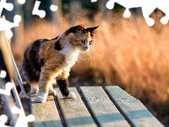 Mixed-breed dog, cat, Bench, color