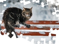 erect, winter, Bench, cat