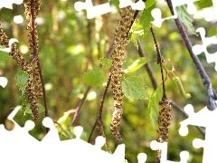 birch, young, Leaf