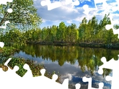 River, viewes, birch, trees