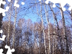 birch, Sky, trees, viewes, forest