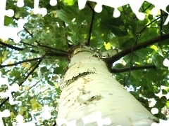 birch-tree, trees