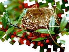 Bird, Plant, nest