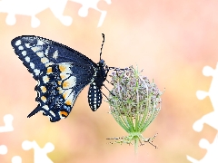 plant, Wild Carrot, Black, Oct Queen, butterfly