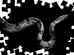 Snake, reptile, Black and white, python