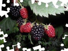 blackberries, appetizing, Black