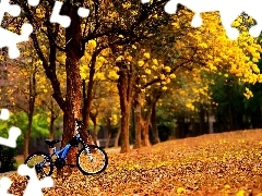 fallen, Autumn, blue, Bike, Leaf, Park