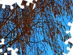 Sky, birch-tree, blue
