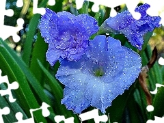 gladiolus, Colourfull Flowers, blue