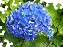 hydrangea, Colourfull Flowers, Blue
