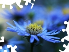 Colourfull Flowers, Aster, blue