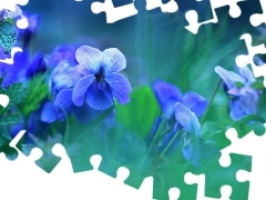 Flowers, fragrant violets, Blue