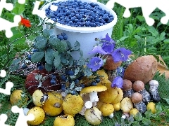 fleece, mushrooms, blueberries, forester