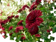 blur, Red, Chrysanthemums