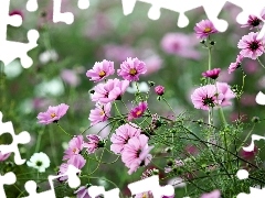 Meadow, Cosmos, blur, Pink