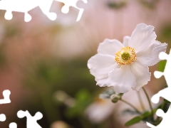 White, Colourfull Flowers, blurry background, anemone
