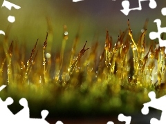blades, mosses, Bokeh, Close, drops, lichens
