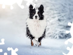 White and Black, Border Collie, snow, dog