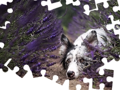 muzzle, lavender, dog, Border Collie, lying