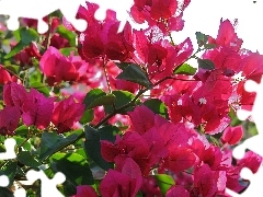 Pink, bush, Bougainvillea, Flowers