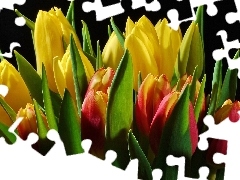 bouquet, color, Tulips