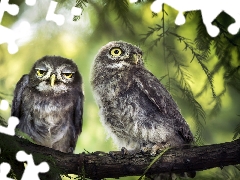 Two, Little Owl, branch, Owls