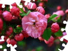 Almond, Colourfull Flowers, Buds, Pink