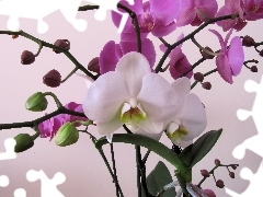 orchid, Buds