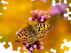 Latonia, butterfly, argynnis