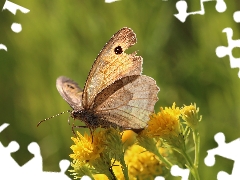 Insect, Coenonympha Pamphilus, butterfly