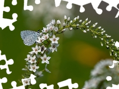 Holly Blue, Flowers, butterfly